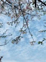 《岁月攸宁》小说封面
